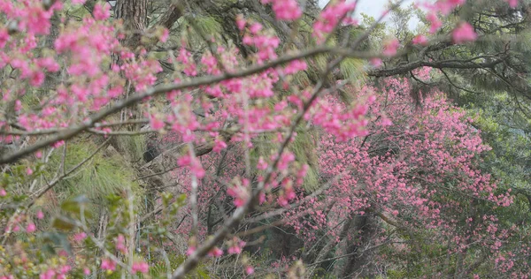 Sakura Blüte Cerasus Campanulata — Stockfoto