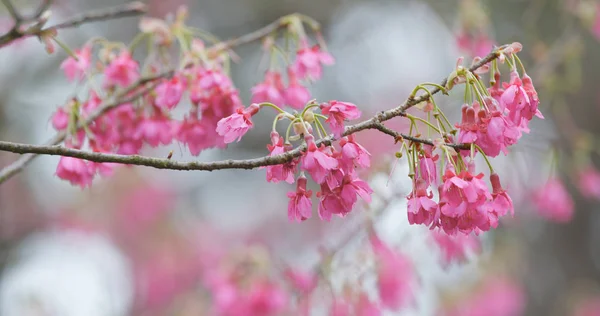 Kwiat Wiśni Lesie Bliska — Zdjęcie stockowe