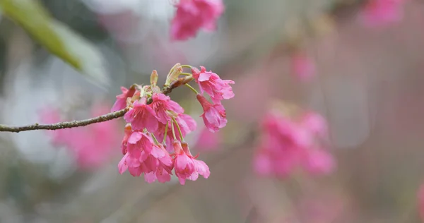 Cerasus Campanulata Sakurablomst – stockfoto