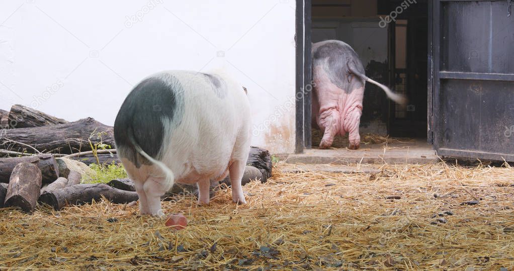 Lovely pigs playing in farm 
