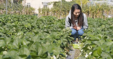 Alanın içinde çilek toplama kadın 
