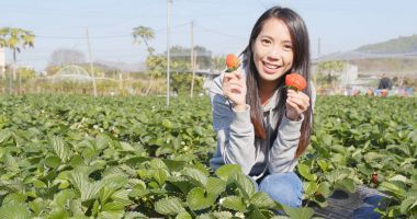 Kadın kesme çilek alanındaki 