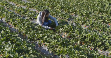 Kadın kesme çilek alanındaki 