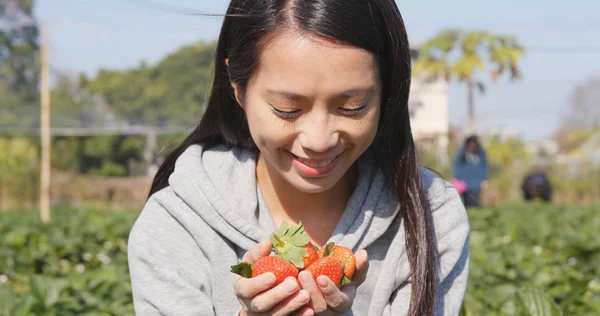 Vrouw Snijden Aardbeien Veld — Stockfoto