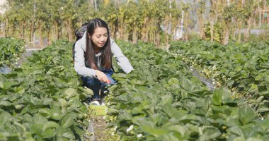 Tarlada çilek toplayan bir kadın 