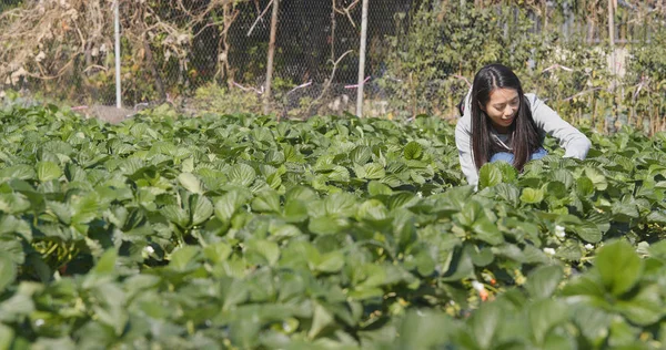 Mujer Recogiendo Fresas Campo —  Fotos de Stock