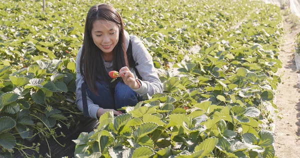 亚洲妇女采摘草莓在田间 — 图库照片