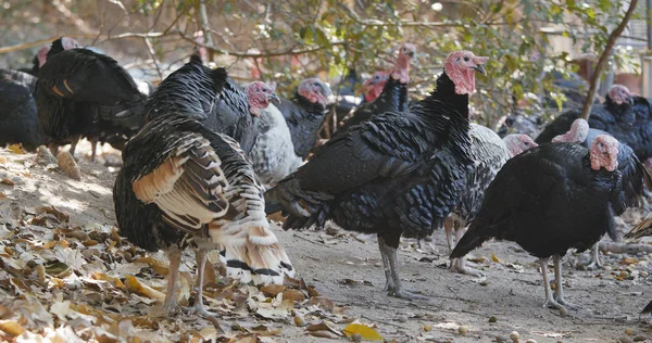 Vadon Élő Pulykák Farm Közelről — Stock Fotó