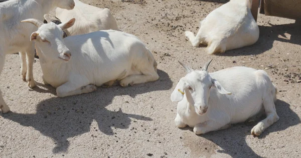 Goats Lying Ground Farm — Stock Photo, Image