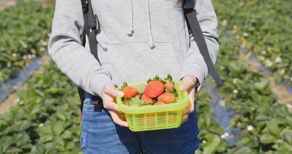 Frau Hält Erdbeeren Auf Korb Feld — Stockfoto