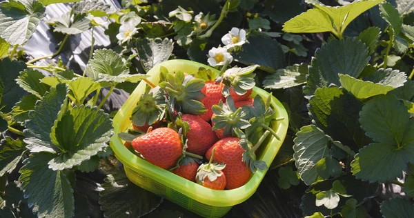 Memetik Panen Strawberry Ladang — Stok Foto
