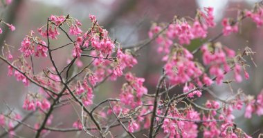 Pembe Cerasus campanulata çiçekler 