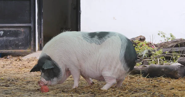 可爱的猪在农场玩耍 — 图库照片