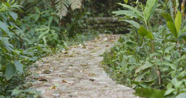 Tropikal orman ve yürüme yolu 