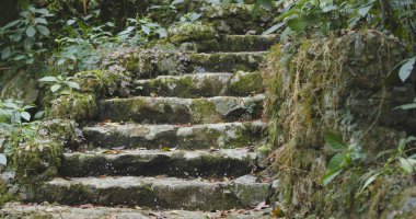 Tropikal yeşil orman ve yürüyen merdiven 