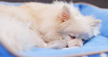 Pomeranian köpek yatakta uyuyor 