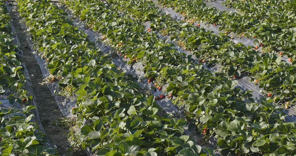 Fresas Frescas Hileras Campo —  Fotos de Stock