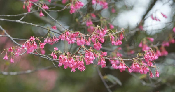 Sakura Flor Cerasus Campanulata — Fotografia de Stock