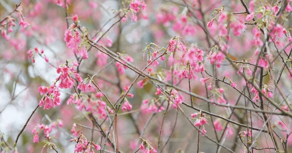 Cerasus Campanulata Sakura Bloesem — Stockfoto