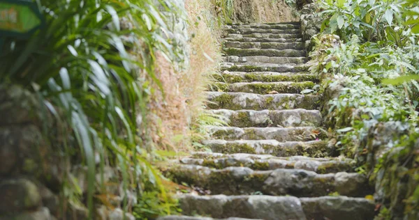 Tropical Forest Walking Steps — Stock Photo, Image