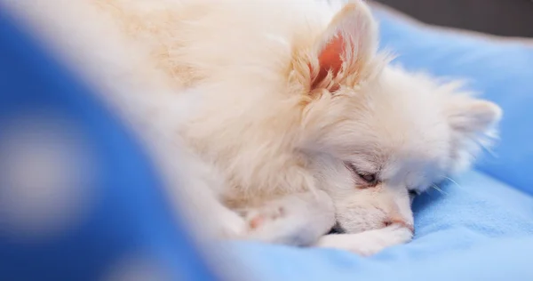 Pomerania Perro Durmiendo Cama — Foto de Stock