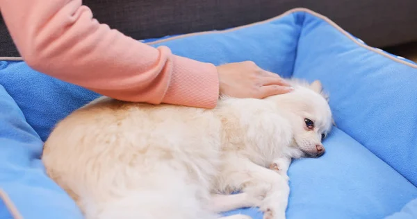 Pet Owner Massaging Her Dog — Stock Photo, Image