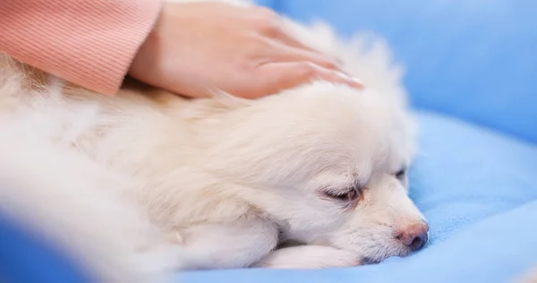 Pet Proprietário Massageando Seu Cão — Fotografia de Stock