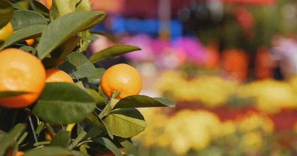 Mandarines Pot Pour Nouvelle Année Lunaire — Photo