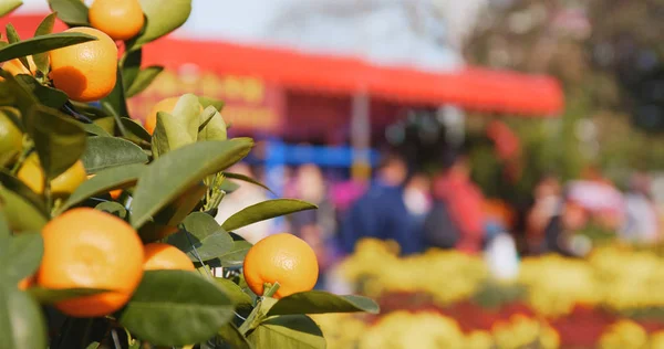 Krukväxt Mandariner För Nyåret — Stockfoto