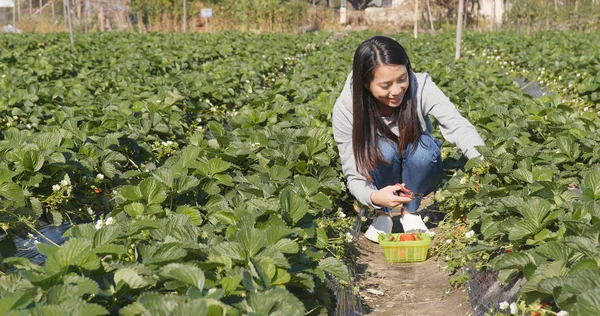 Genç kadın alanında çilek toplama 