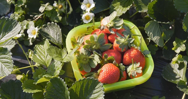 Récolte Fraises Dans Champ Close — Photo