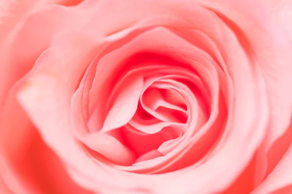 Růžová Růže Květiny Zblízka — Stock fotografie