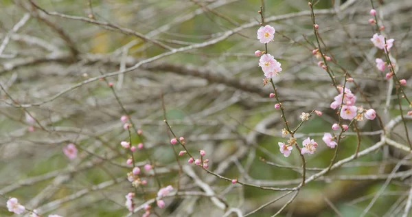 フォレストのピンクの梅の花 — ストック写真