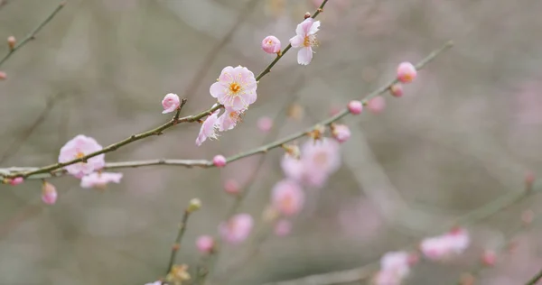 Pink Plum Flowers Forest — Stock Photo, Image