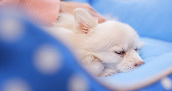 Pemilik Pet Memijat Anjingnya — Stok Foto
