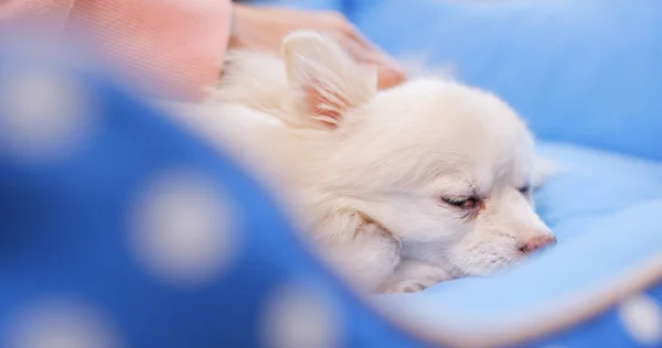 Huisdiereneigenaar Masseren Haar Hond — Stockfoto