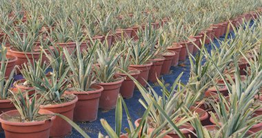 Aloe vera çiftlik yakın çekim