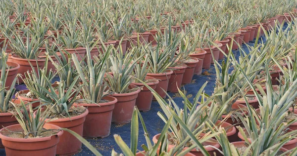 Aloe Vera Gård Närbild — Stockfoto