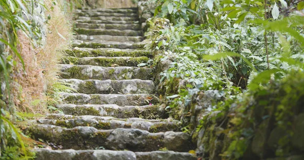 热带绿色森林和步行台阶 — 图库照片