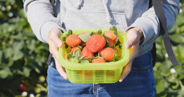 Frau Hält Erdbeeren Korb Auf Dem Feld — Stockfoto