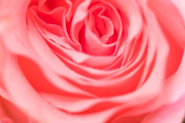 Pink Rose Flower Close — Stock Photo, Image