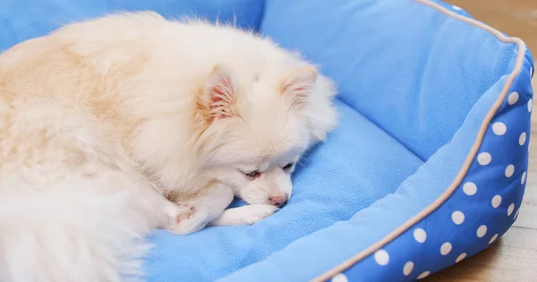 Pomeranian Σκύλος Ξαπλωμένος Στο Κρεβάτι — Φωτογραφία Αρχείου