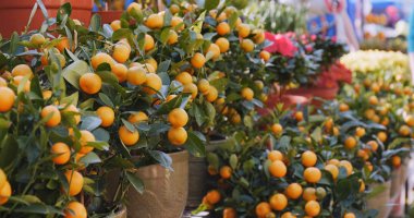 Ay yeni yıl için Kamkat ağacı 