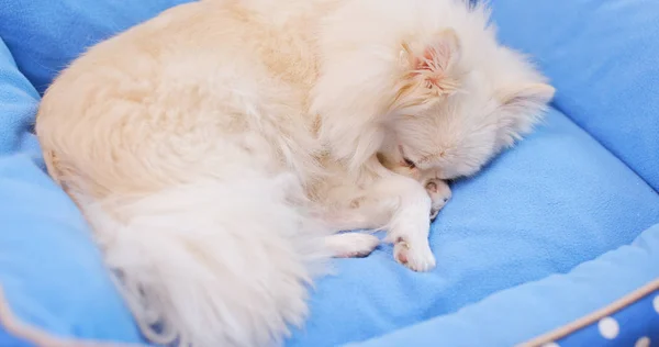 Pommerscher Hund Liegt Auf Bett — Stockfoto