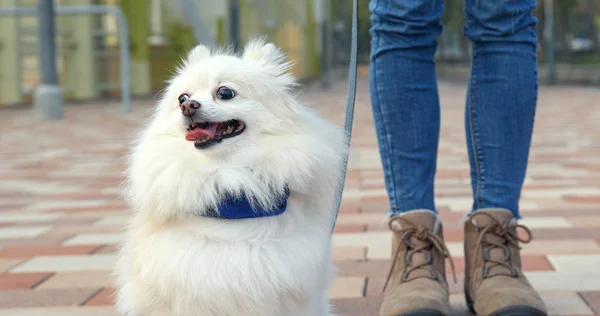 Wanita Akan Keluar Dengan Anjing Pomeranian — Stok Foto