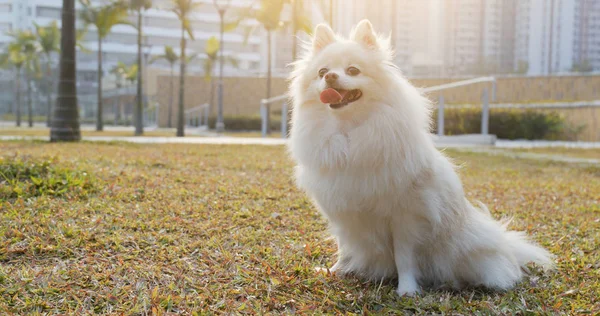 Schattige Pommeren Hond Zittend Gras Gazon — Stockfoto