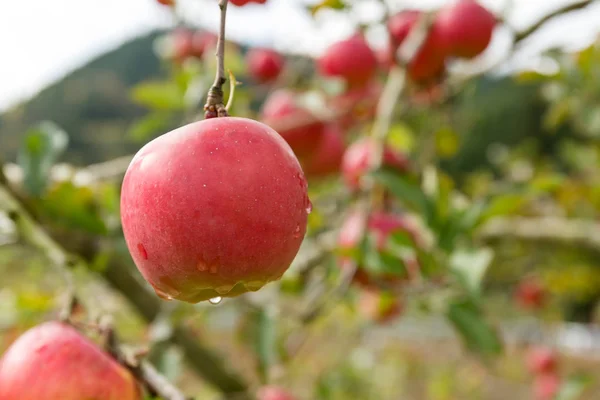 Fresh Apple Tree Farm — Stock Photo, Image