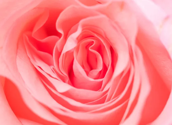 Pink Rose Flower Texture — Stock Photo, Image