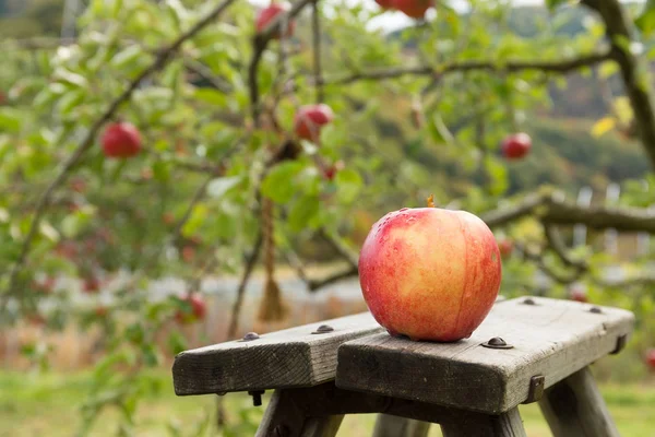 Fresh Apple Tree Farm — Stock Photo, Image