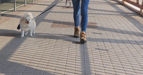 可爱的波美拉尼亚狗走在城市街道上的女人 — 图库照片